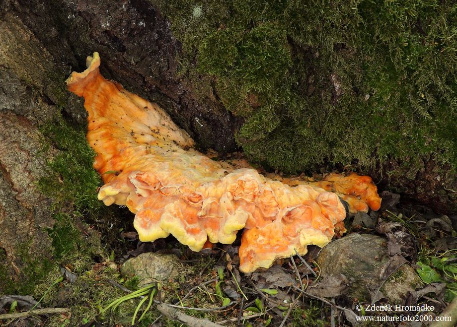 sírovec žlutooranžový, Laetiporus sulphureus (Houby, Fungi)